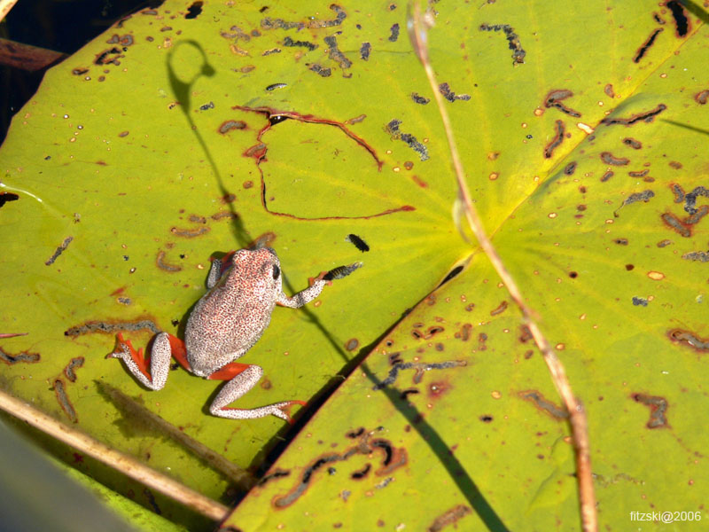 20060624-p-frog.painted.reed-s045b