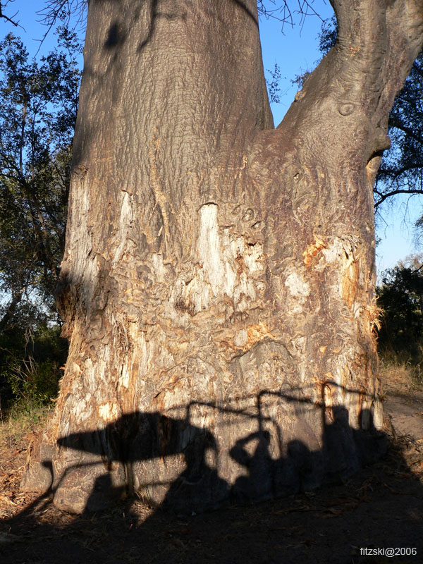 20060625-p-baobab-s006b