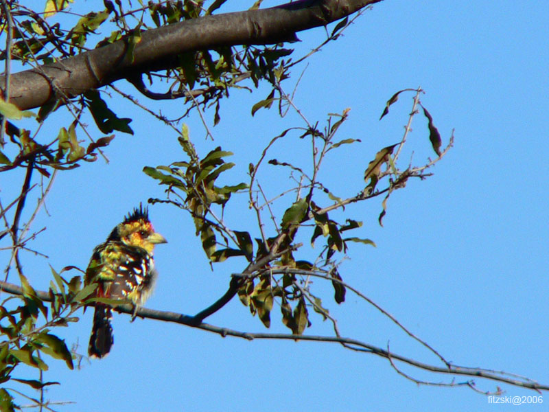 20060625-p-barbet.crested-s107b