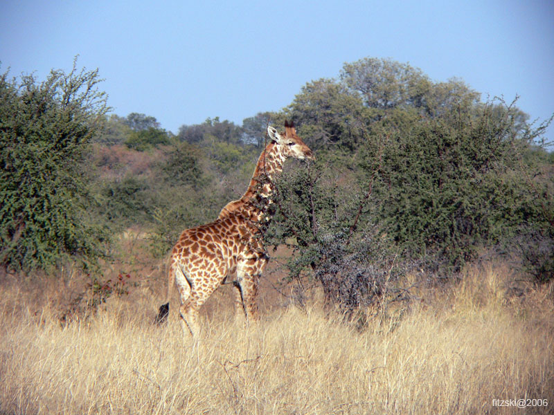 20060627-k-giraffe-s025b