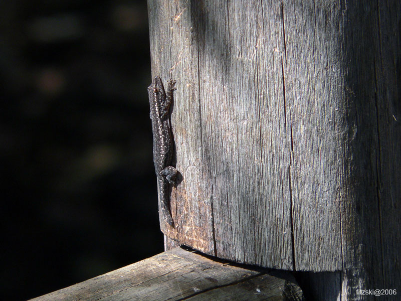 20060628-l-gecko.cape.dwarf-s025b