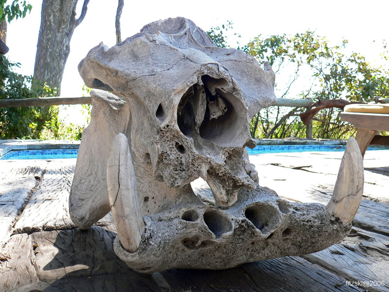 20060629-l-hippo.skull-s092c