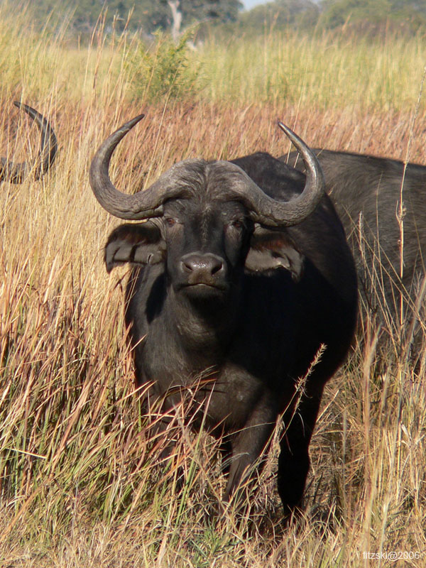 20060630-l-buffalo-s055b