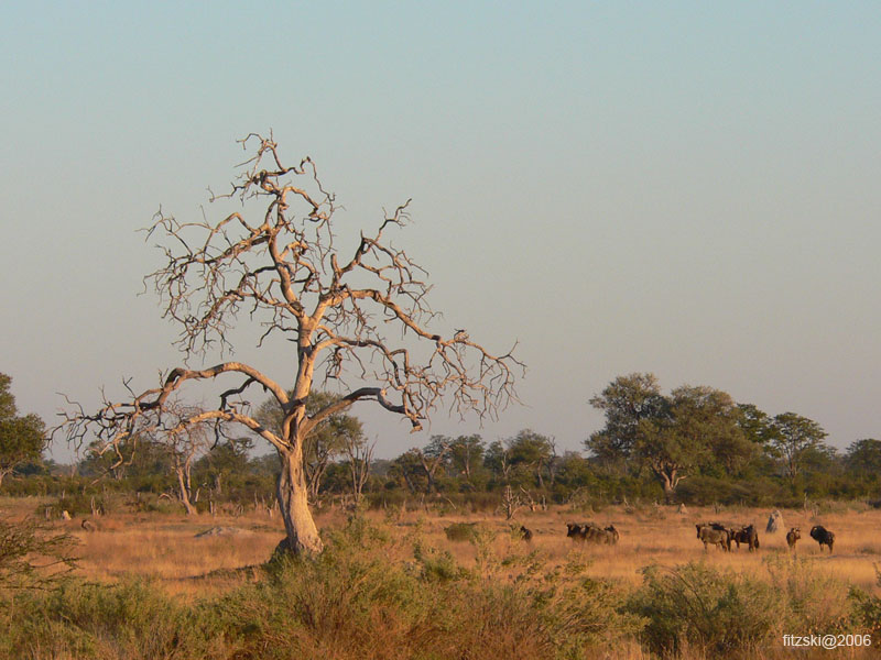 20060630-l-wildebeest-s030b