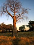 20060624-p-baobab-g059a