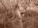 20060628-l-lion.yawn.sepia-s048b