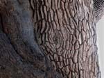 20060629-l-tree.bark.texture-s050c