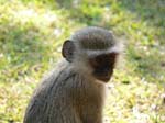 20060701-lv-vervet.monkey-s011b