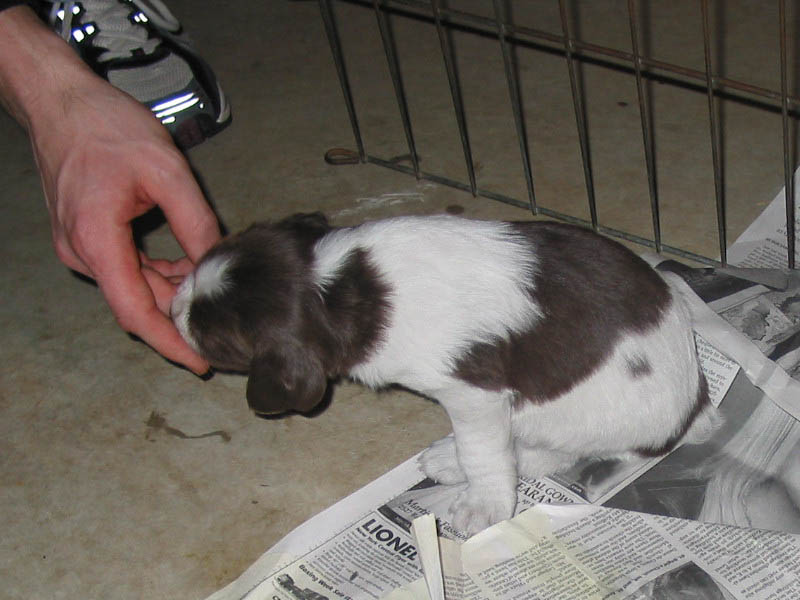 20041228-puppy-0036