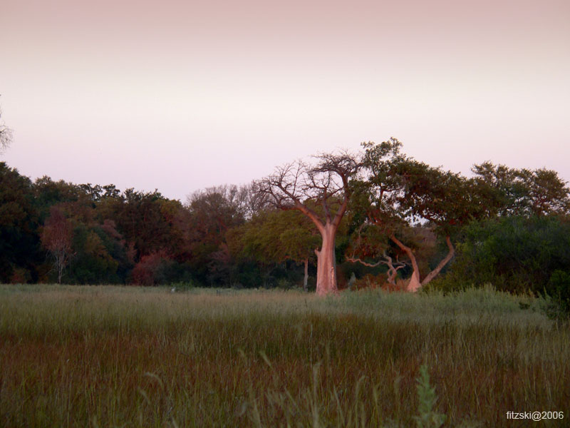 20060625-p-baobab.sunset-s145b