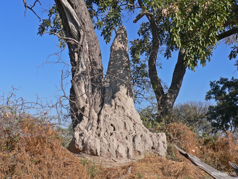 20060625-p-termite.mound-s033b