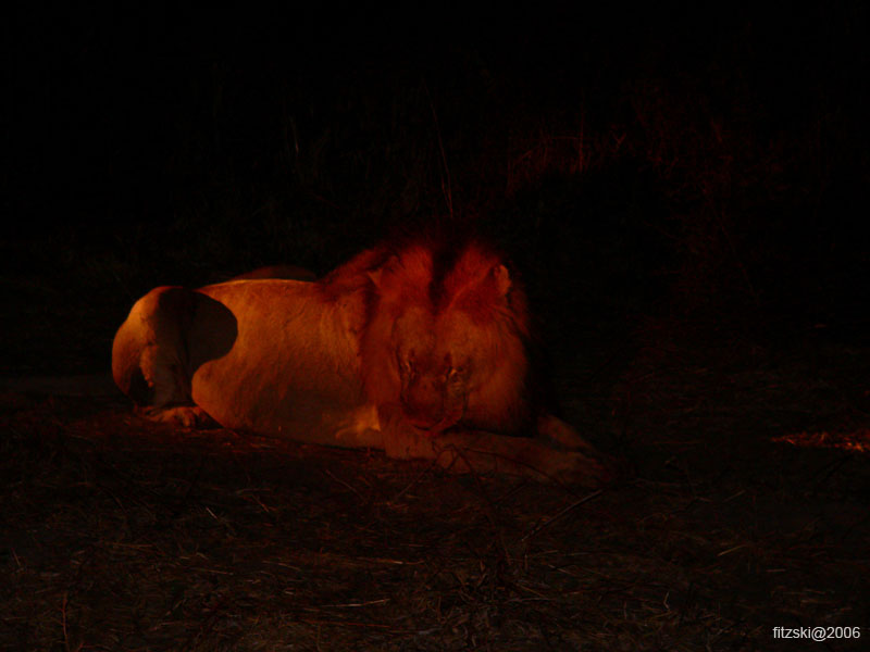 20060626-k-lion.night.eating-s068b