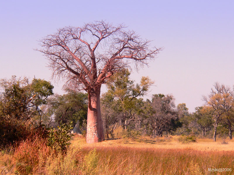 20060626-p-baobab-s050b