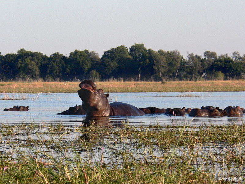 20060628-k-hippo.yawn-s006b