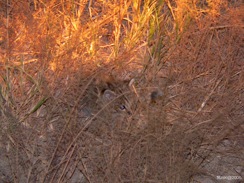 20060629-l-african.wildcat.kitten-s139c