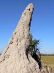 20060624-p-termite.mound-s030b