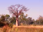 20060626-p-baobab-s050b